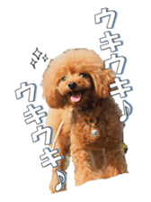 fanchocorin2 sticker #14432503