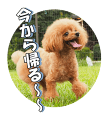 fanchocorin2 sticker #14432506