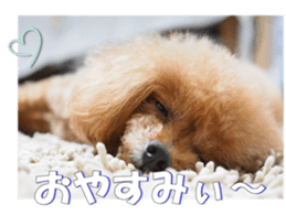 fanchocorin2 sticker #14432507