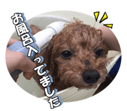 fanchocorin2 sticker #14432509