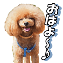 fanchocorin2 sticker #14432510