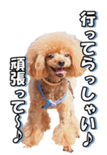 fanchocorin2 sticker #14432511