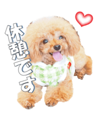 fanchocorin2 sticker #14432512