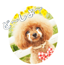 fanchocorin2 sticker #14432514