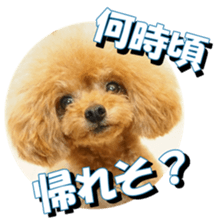 fanchocorin2 sticker #14432515