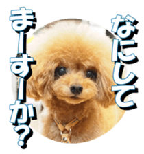 fanchocorin2 sticker #14432516