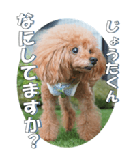 fanchocorin2 sticker #14432517