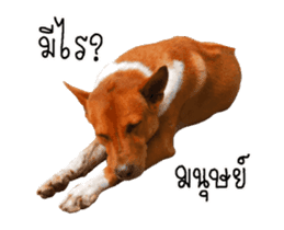 Nam tarn The Dog sticker #14433895