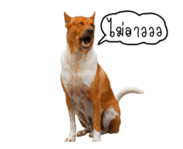 Nam tarn The Dog sticker #14433898