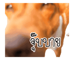 Nam tarn The Dog sticker #14433901