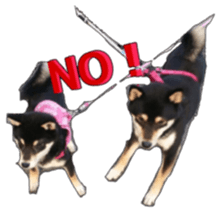 KUROSHIBA JIYURI photo sticker #14441673