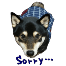 KUROSHIBA JIYURI photo sticker #14441674