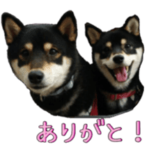 KUROSHIBA JIYURI photo sticker #14441676