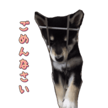 KUROSHIBA JIYURI photo sticker #14441677