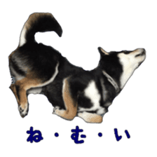 KUROSHIBA JIYURI photo sticker #14441678