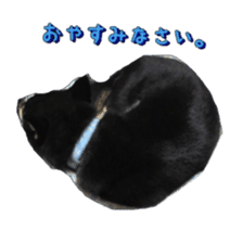 KUROSHIBA JIYURI photo sticker #14441679