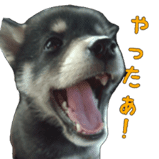 KUROSHIBA JIYURI photo sticker #14441682