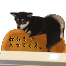 KUROSHIBA JIYURI photo sticker #14441683