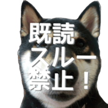 KUROSHIBA JIYURI photo sticker #14441684