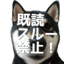 KUROSHIBA JIYURI photo sticker #14441684