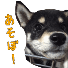 KUROSHIBA JIYURI photo sticker #14441685