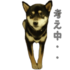 KUROSHIBA JIYURI photo sticker #14441686