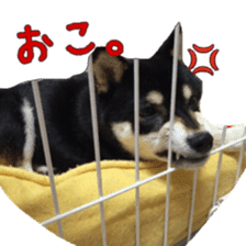 KUROSHIBA JIYURI photo sticker #14441687