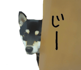 KUROSHIBA JIYURI photo sticker #14441688