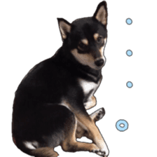 KUROSHIBA JIYURI photo sticker #14441690