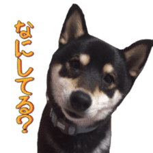 KUROSHIBA JIYURI photo sticker #14441691