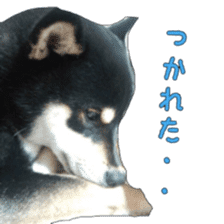 KUROSHIBA JIYURI photo sticker #14441692