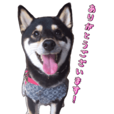 KUROSHIBA JIYURI photo sticker #14441695