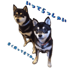 KUROSHIBA JIYURI photo sticker #14441700