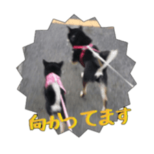 KUROSHIBA JIYURI photo sticker #14441701