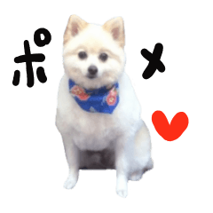 Taking a picture! Pomeranian