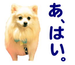 Taking a picture! Pomeranian sticker #14442246