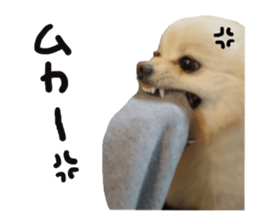 Taking a picture! Pomeranian sticker #14442247