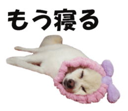 Taking a picture! Pomeranian sticker #14442248