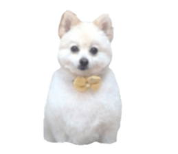 Taking a picture! Pomeranian sticker #14442249