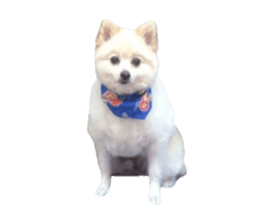 Taking a picture! Pomeranian sticker #14442250