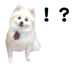 Taking a picture! Pomeranian sticker #14442251