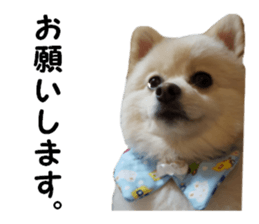Taking a picture! Pomeranian sticker #14442252