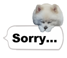 Taking a picture! Pomeranian sticker #14442253