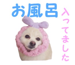 Taking a picture! Pomeranian sticker #14442254