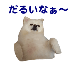 Taking a picture! Pomeranian sticker #14442255