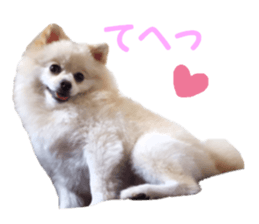 Taking a picture! Pomeranian sticker #14442256