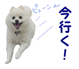 Taking a picture! Pomeranian sticker #14442257