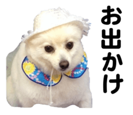 Taking a picture! Pomeranian sticker #14442258