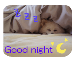 Taking a picture! Pomeranian sticker #14442259