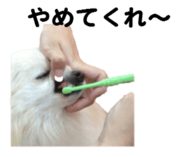 Taking a picture! Pomeranian sticker #14442260